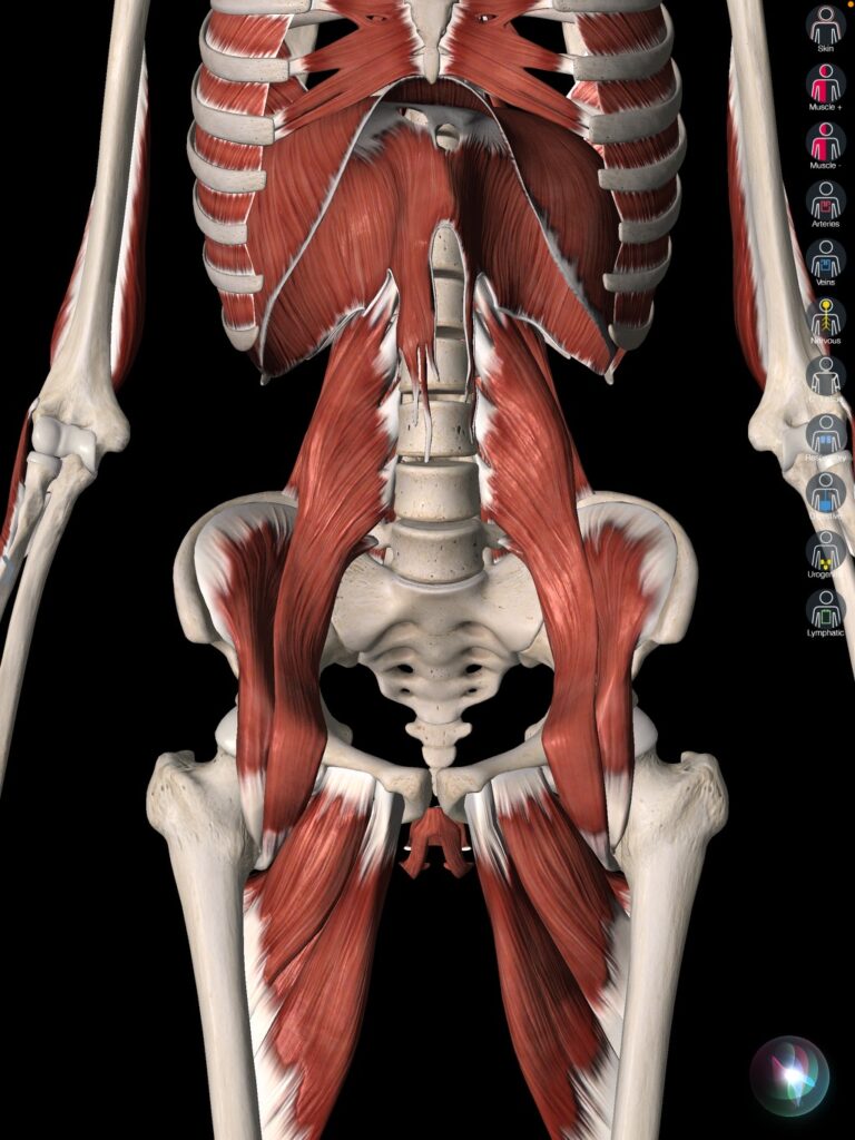 deep hip flexor anatomy